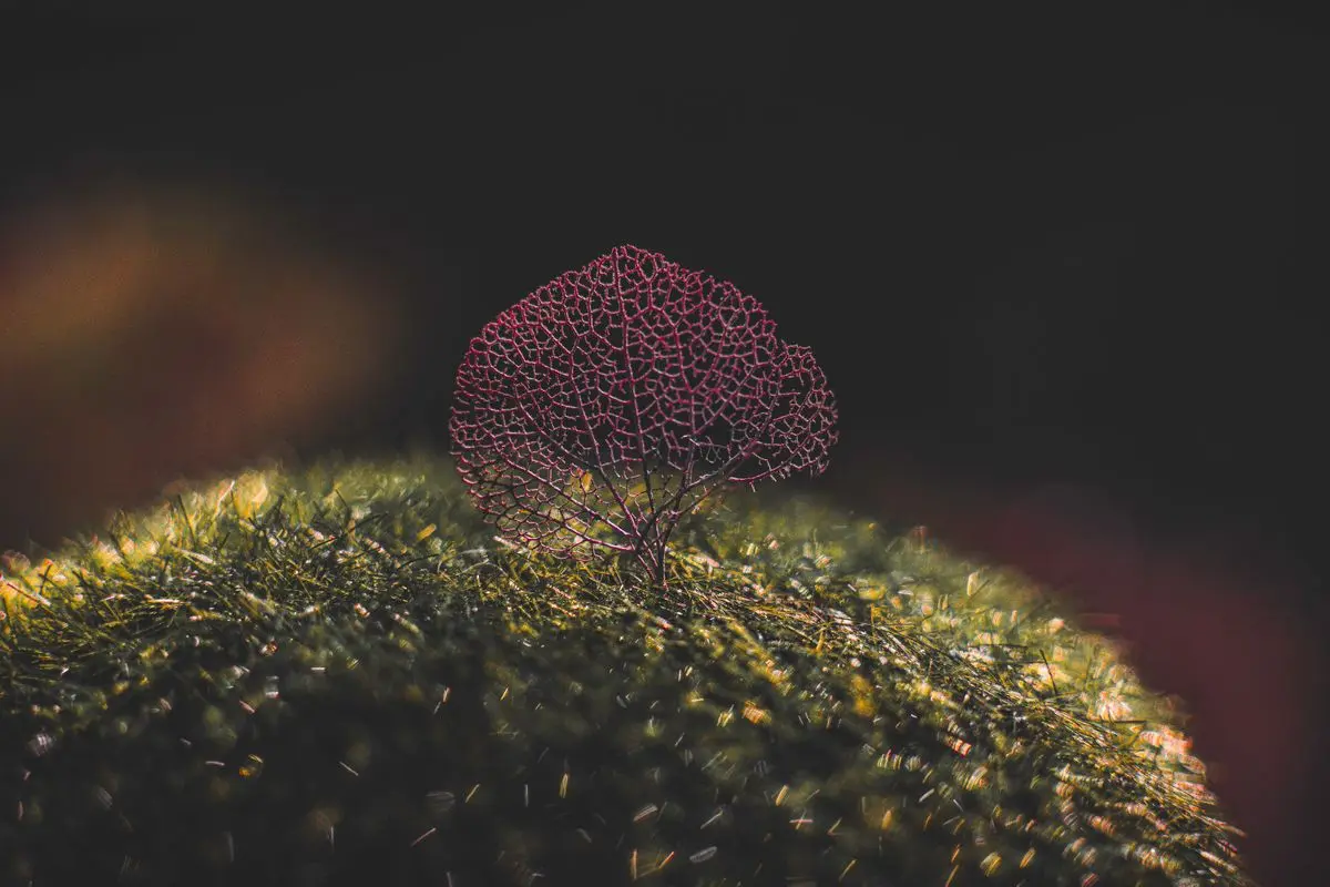 The Bone Tree